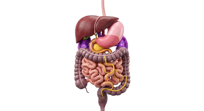 Gastrointestinal